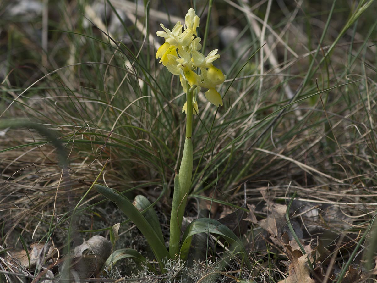 Orchis pauciflora
